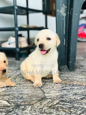 Labrador Puppies
