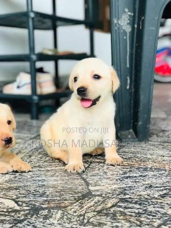 Labrador Puppies