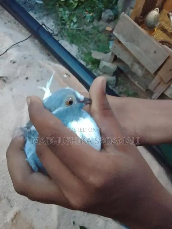 Pigeon