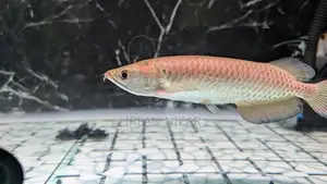 Pearl Arowana