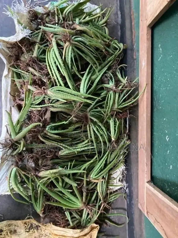 Alovera Plants කෝමාරිකා