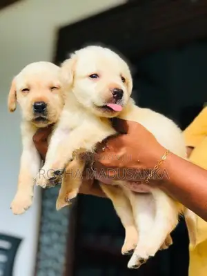 Labrador Puppies