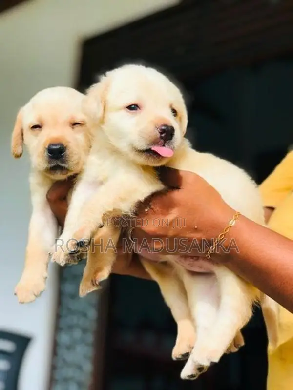 Labrador Puppies