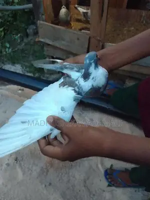 Pigeon