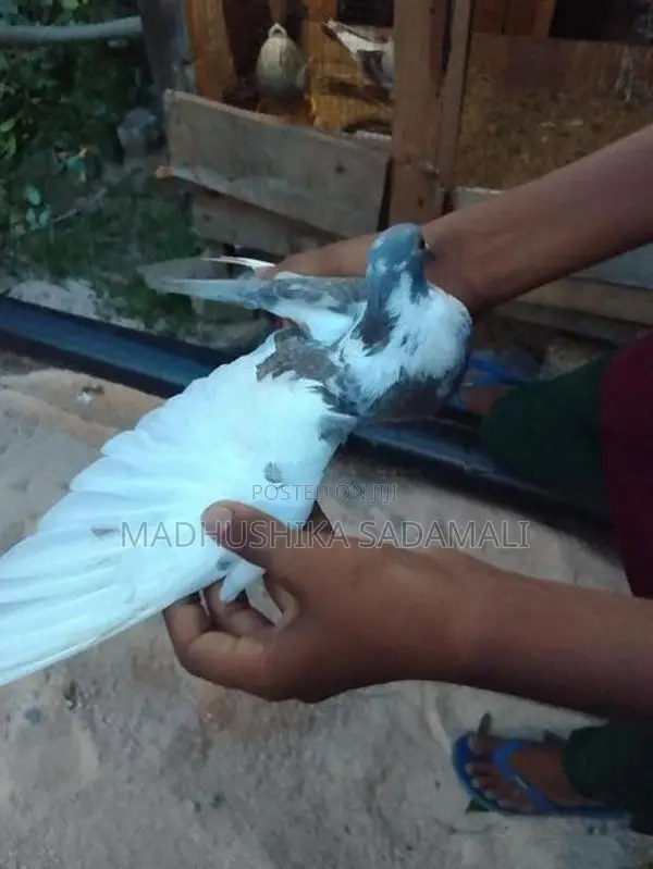 Pigeon