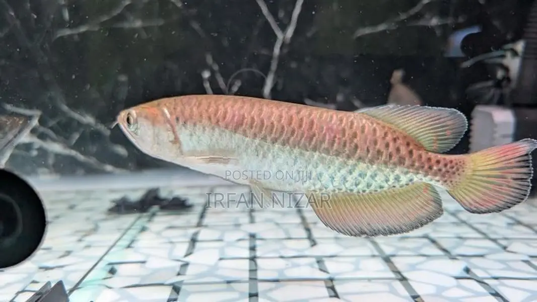 Pearl Arowana