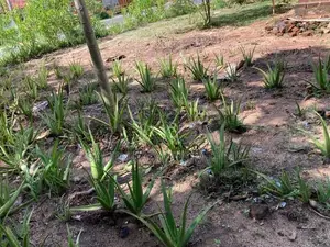 Alovera Plants කෝමාරිකා
