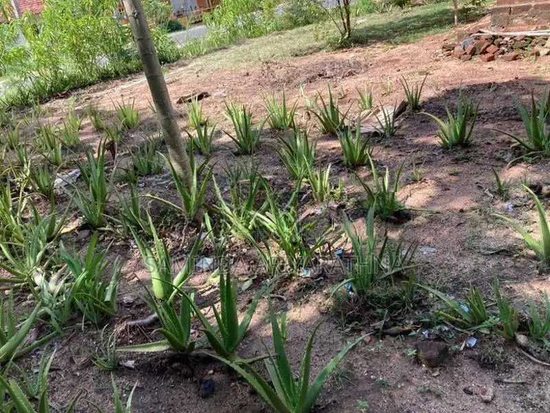 Alovera Plants කෝමාරිකා