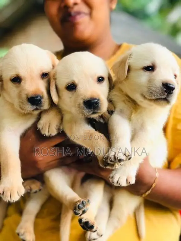 Labrador Puppies