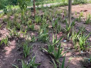 Alovera Plants කෝමාරිකා