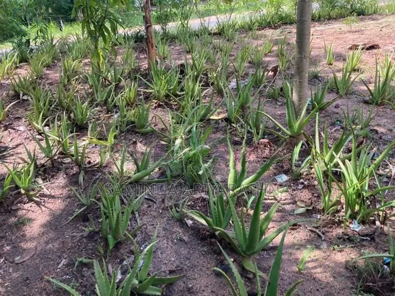 Alovera Plants කෝමාරිකා