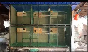 African Lovebirds Cage