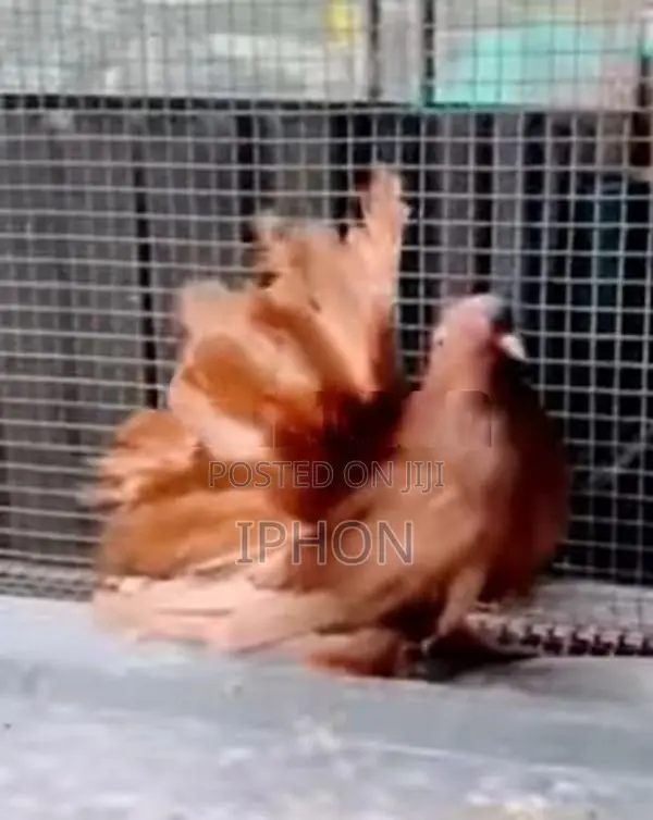 American Fantail Pigeon