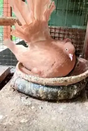 American Fantail Pigeon