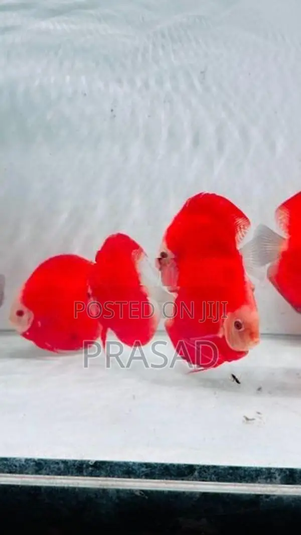 Discus Fish