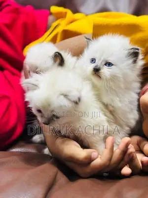 Persian Cat