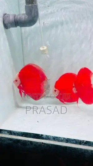 Discus Fish