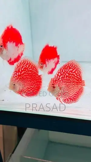 Discus Fish