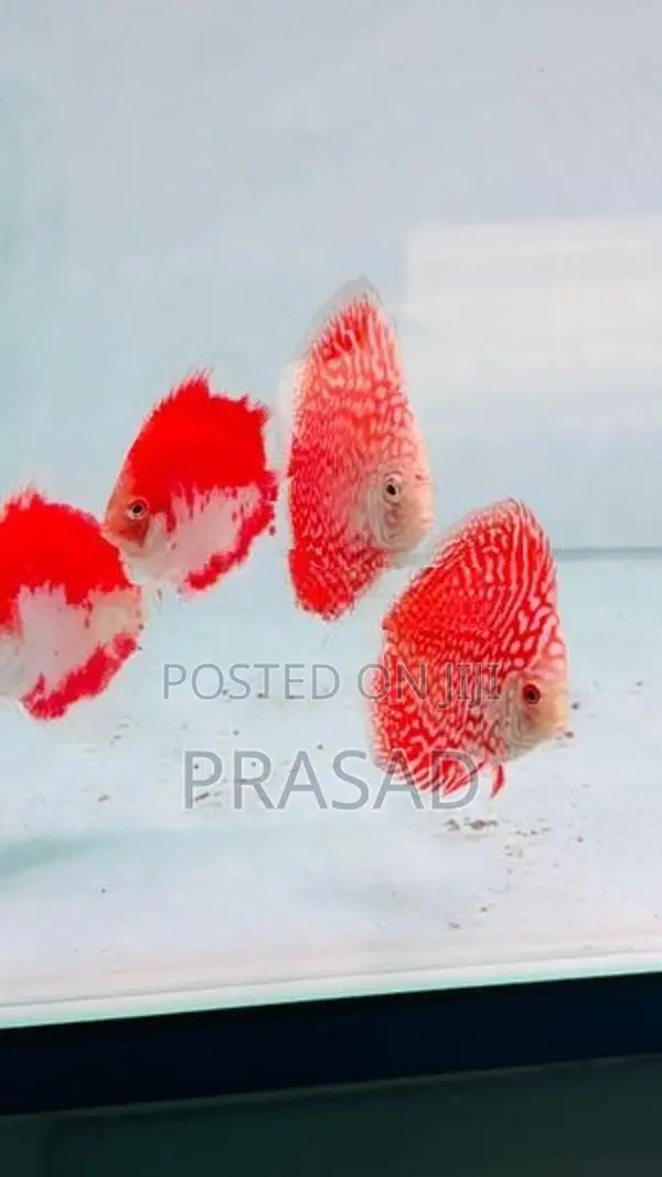Discus Fish
