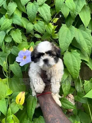 Shih Tzu Puppies