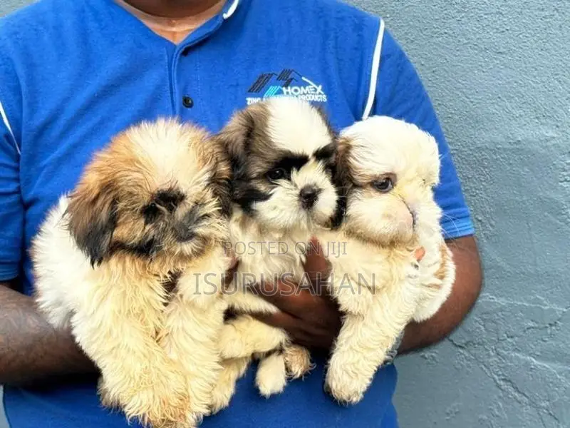Shih Tzu Puppies