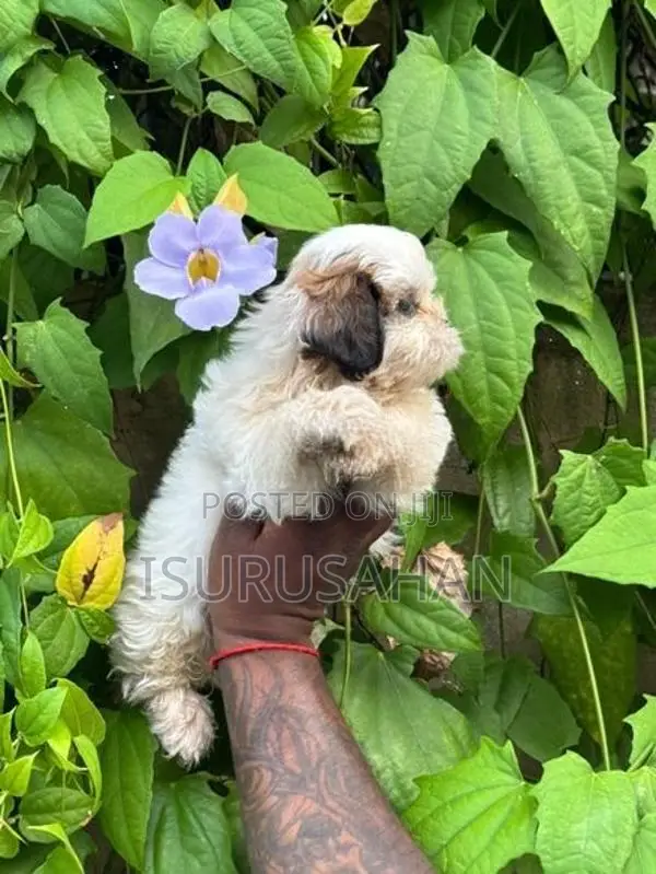 Shih Tzu Puppies