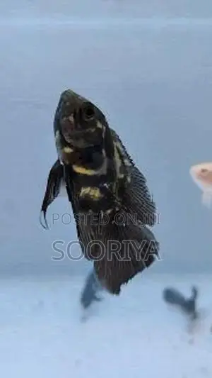 Oscar Fishes