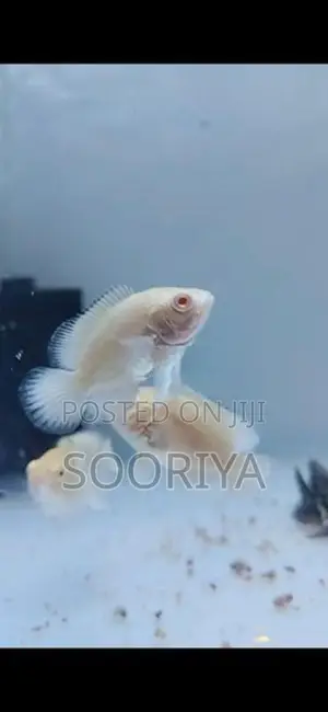 Oscar Fishes