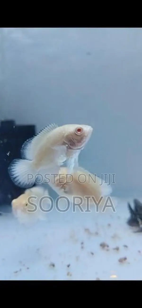 Oscar Fishes