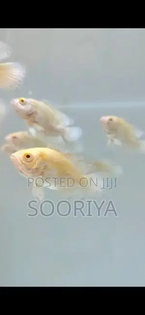 Oscar Fishes