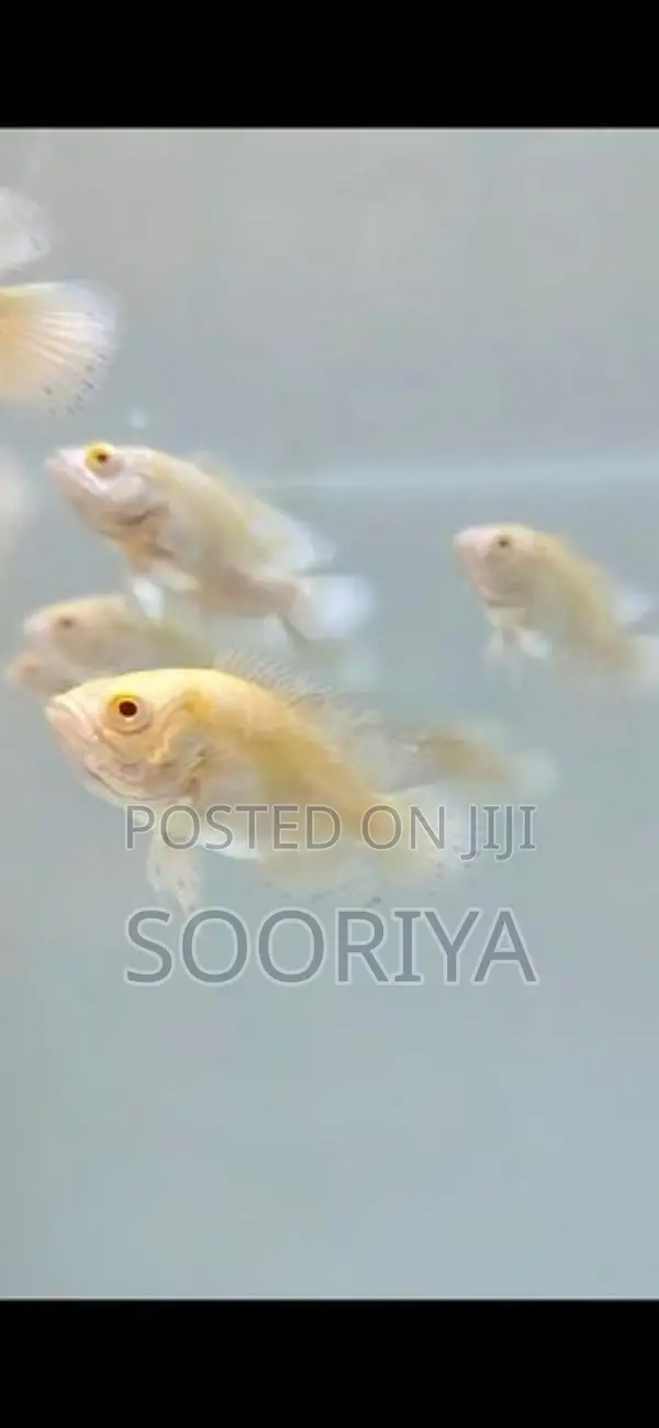 Oscar Fishes