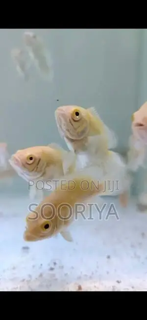 Oscar Fishes