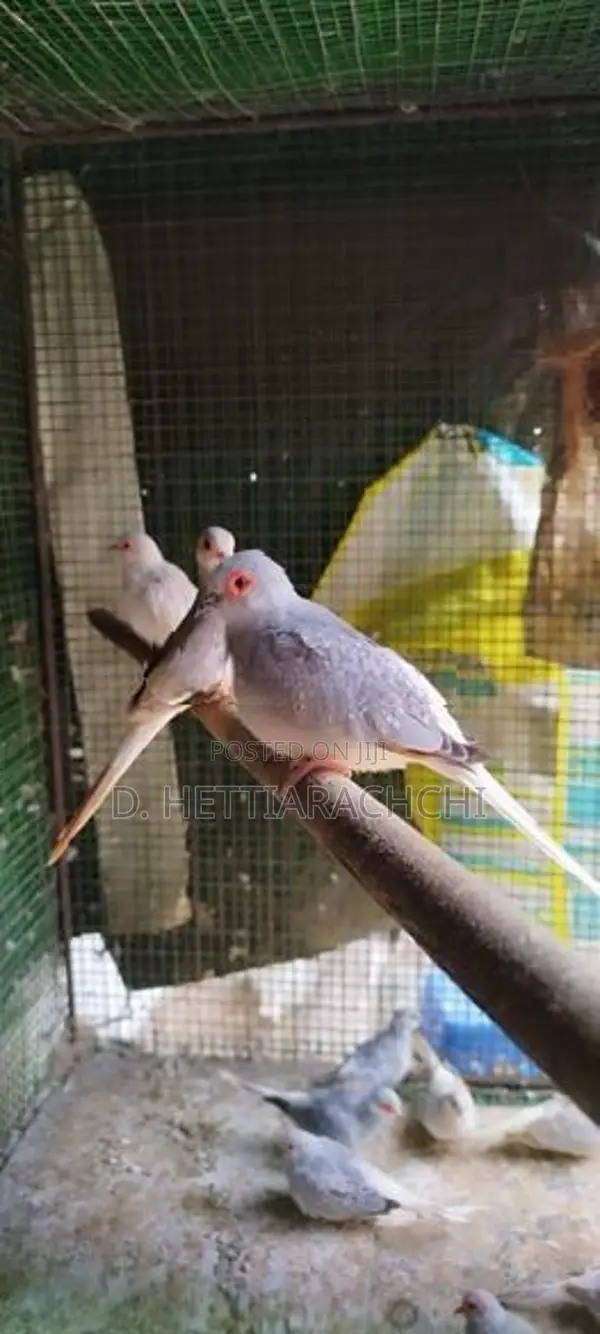 Diamond Doves