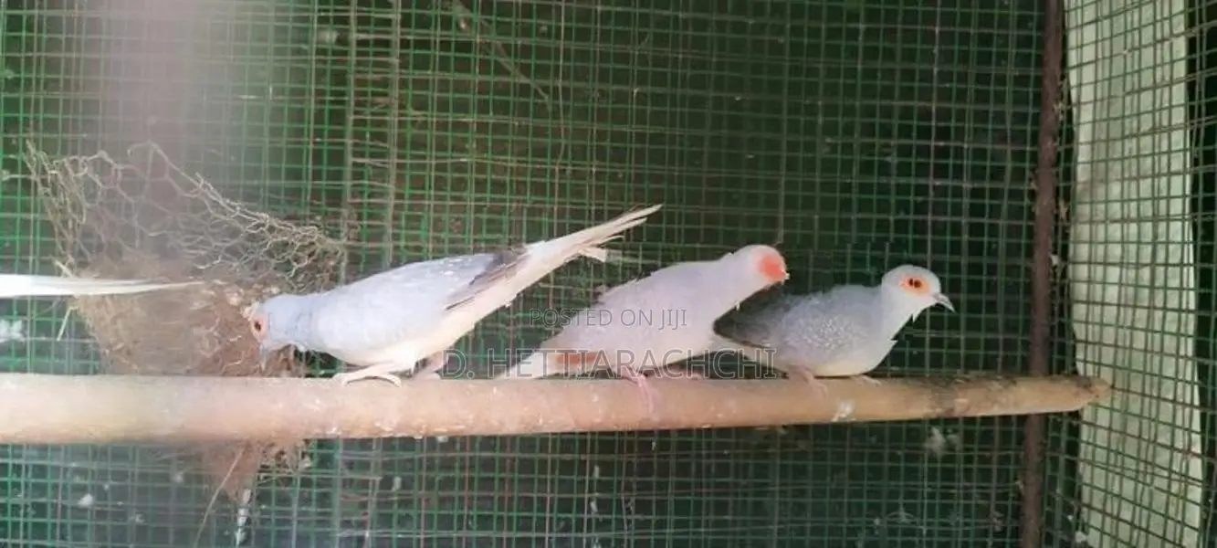 Diamond Doves
