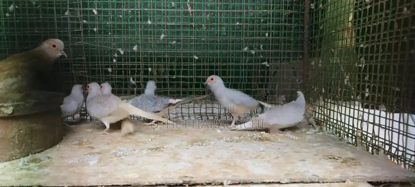 Diamond Doves