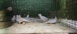 Diamond Doves