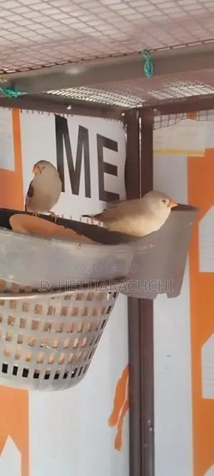 Diamond Doves