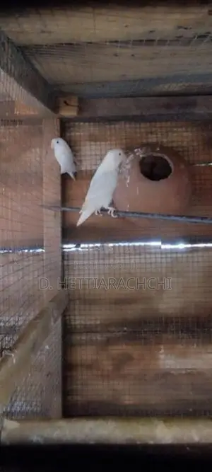 Diamond Doves