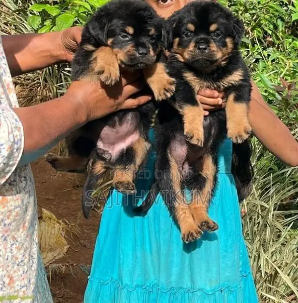 Rottweiler