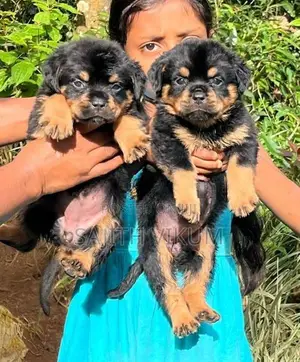 Rottweiler