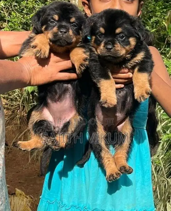 Rottweiler