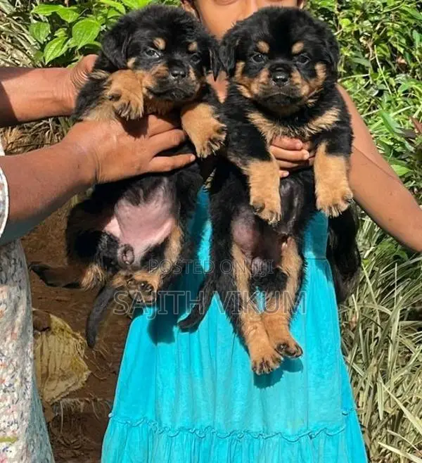 Rottweiler