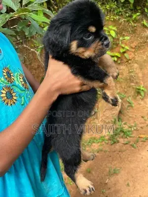 Rottweiler