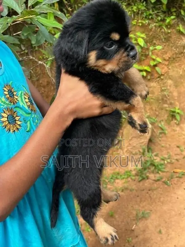Rottweiler