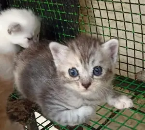 Persian Cats