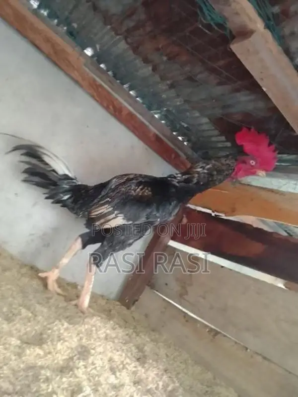 Rooster