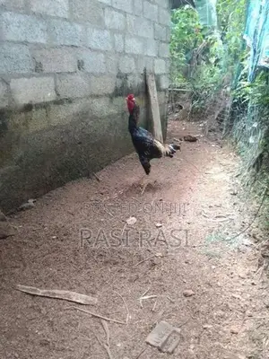 Rooster