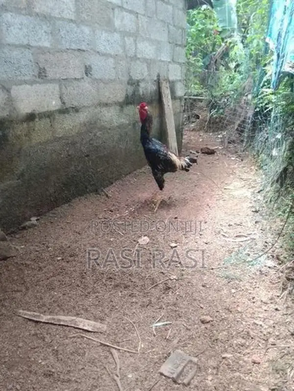 Rooster