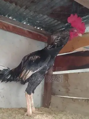 Rooster