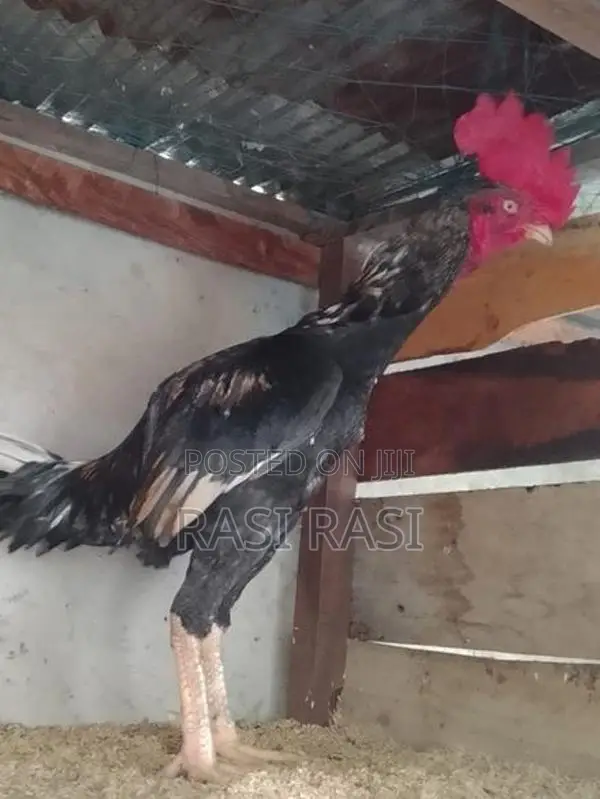 Rooster